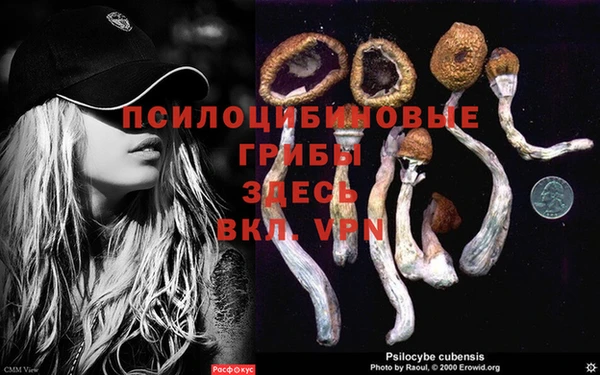 ПСИЛОЦИБИНОВЫЕ ГРИБЫ Абинск